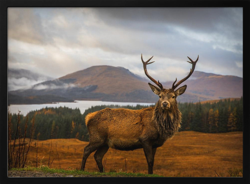 Scottish Stag | Poster