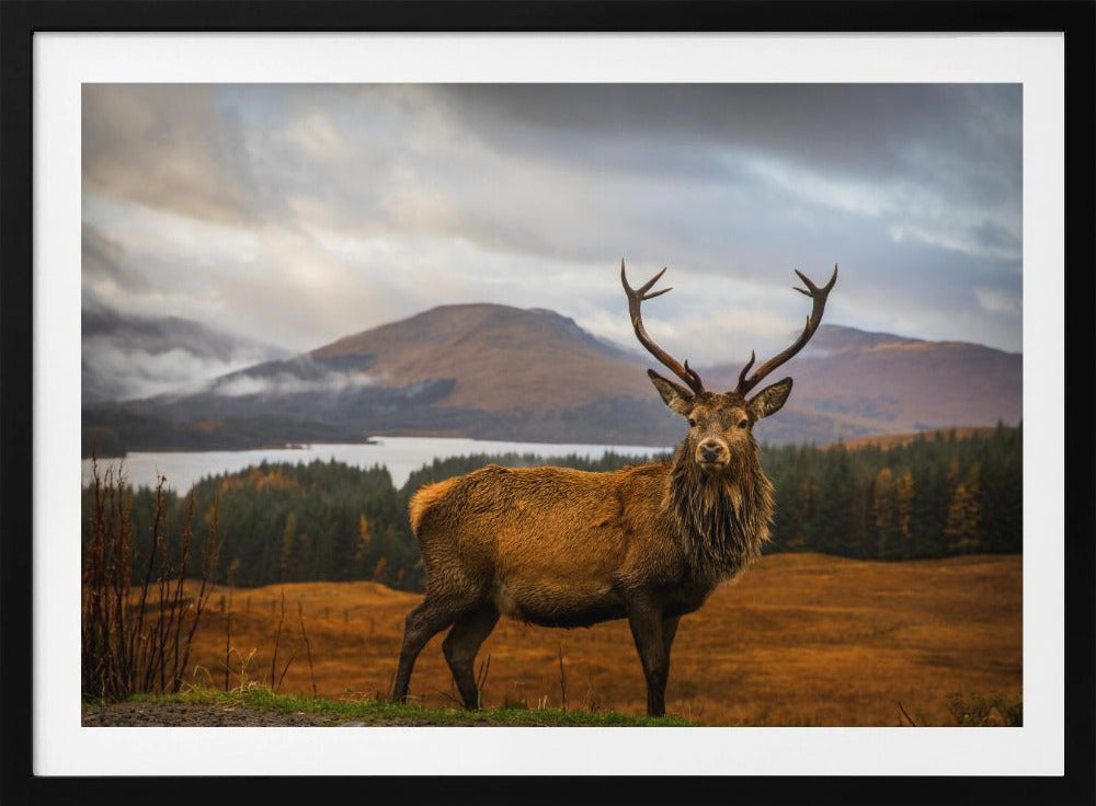 Scottish Stag | Poster