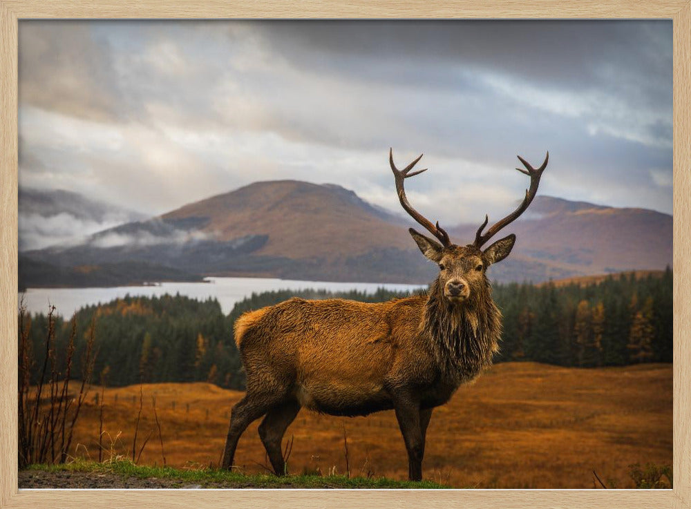 Scottish Stag | Poster