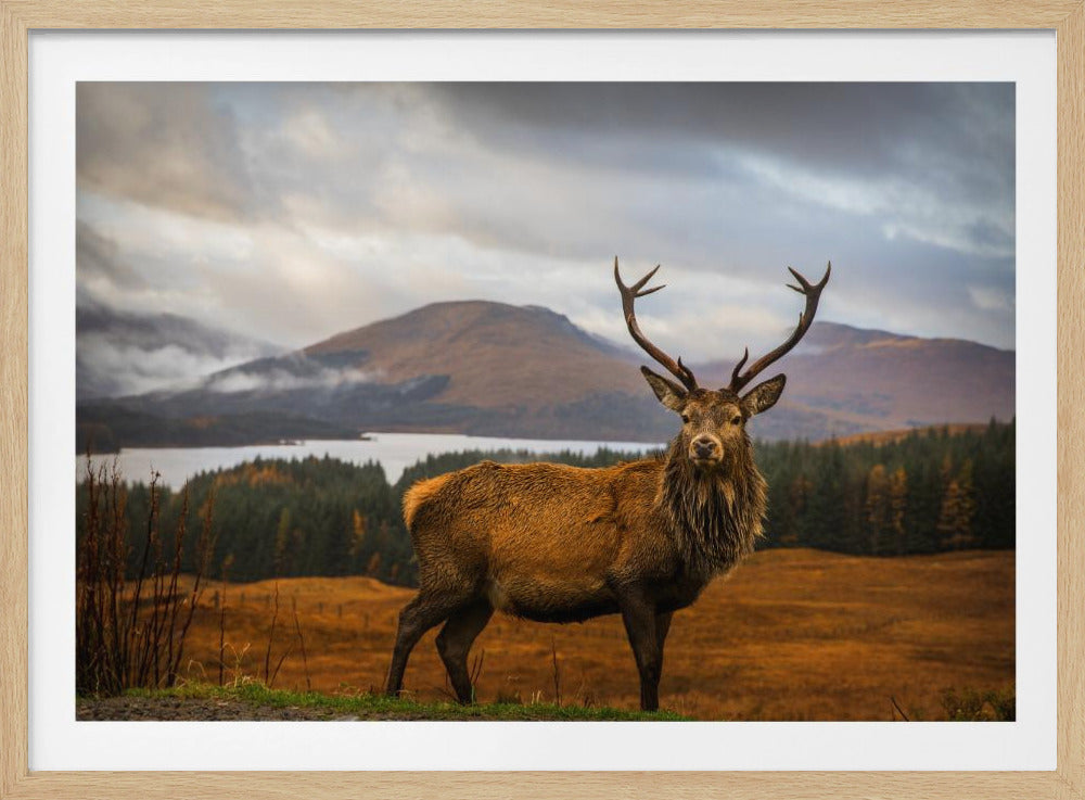 Scottish Stag | Poster