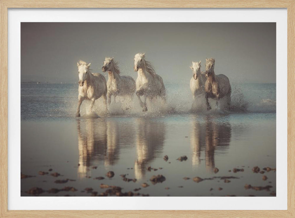 Camargue Horses | Poster
