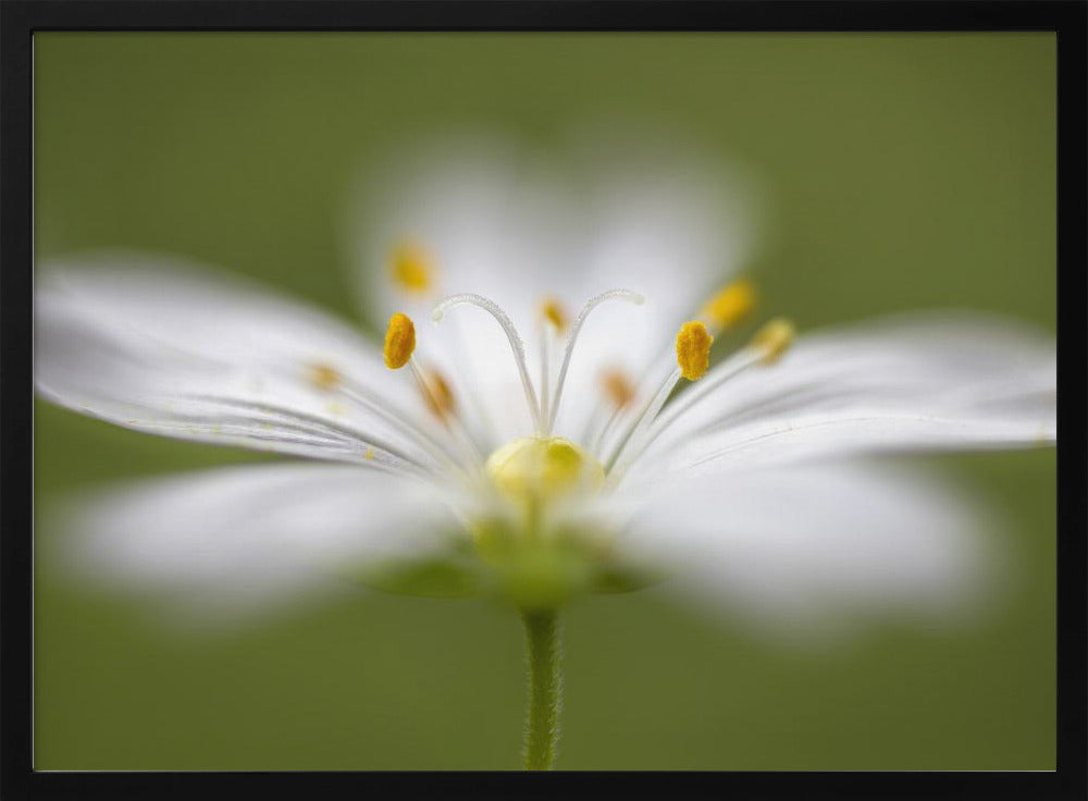 Softly Stitchwort | Poster