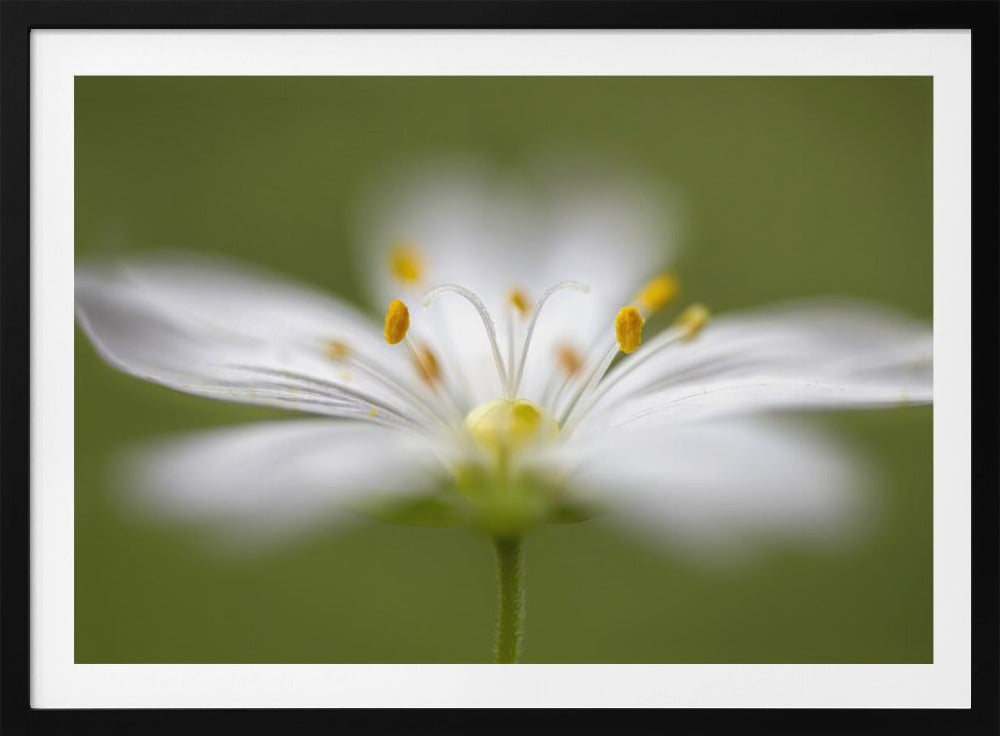Softly Stitchwort | Poster