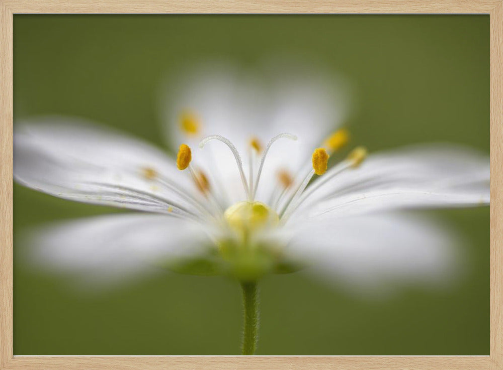 Softly Stitchwort | Poster
