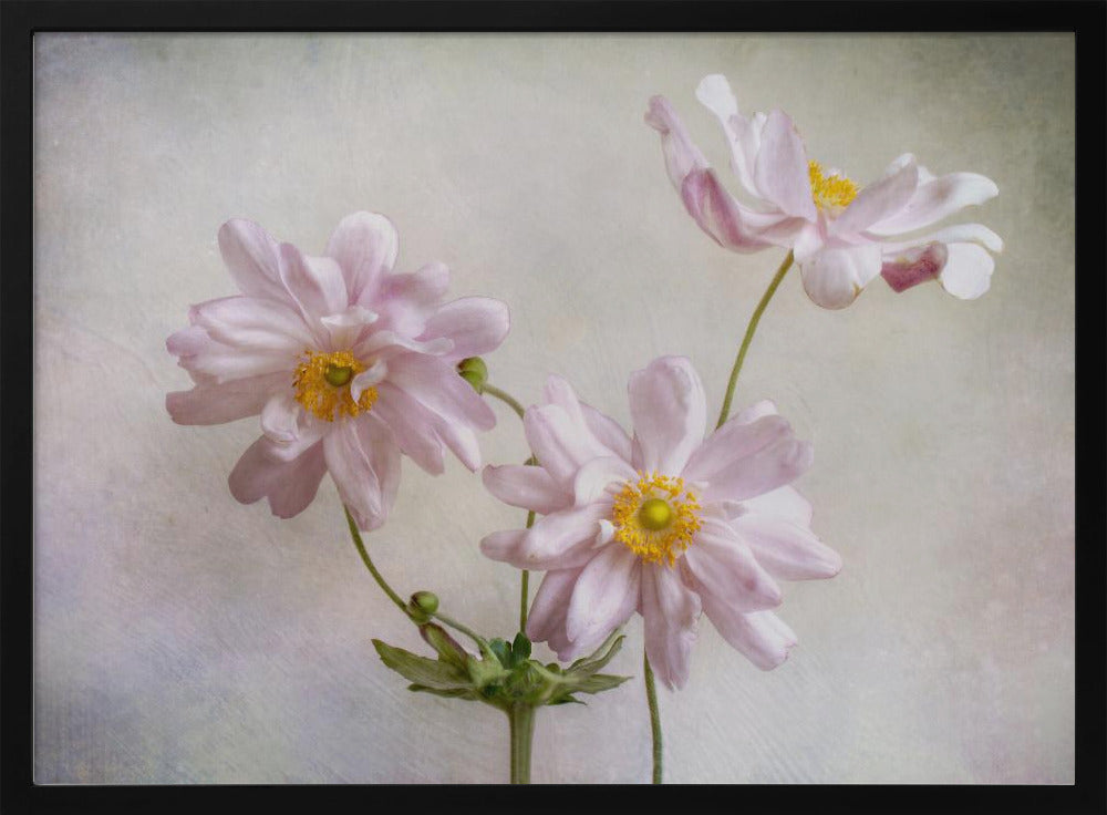 Anemones | Poster