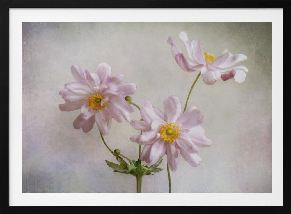 Anemones | Poster