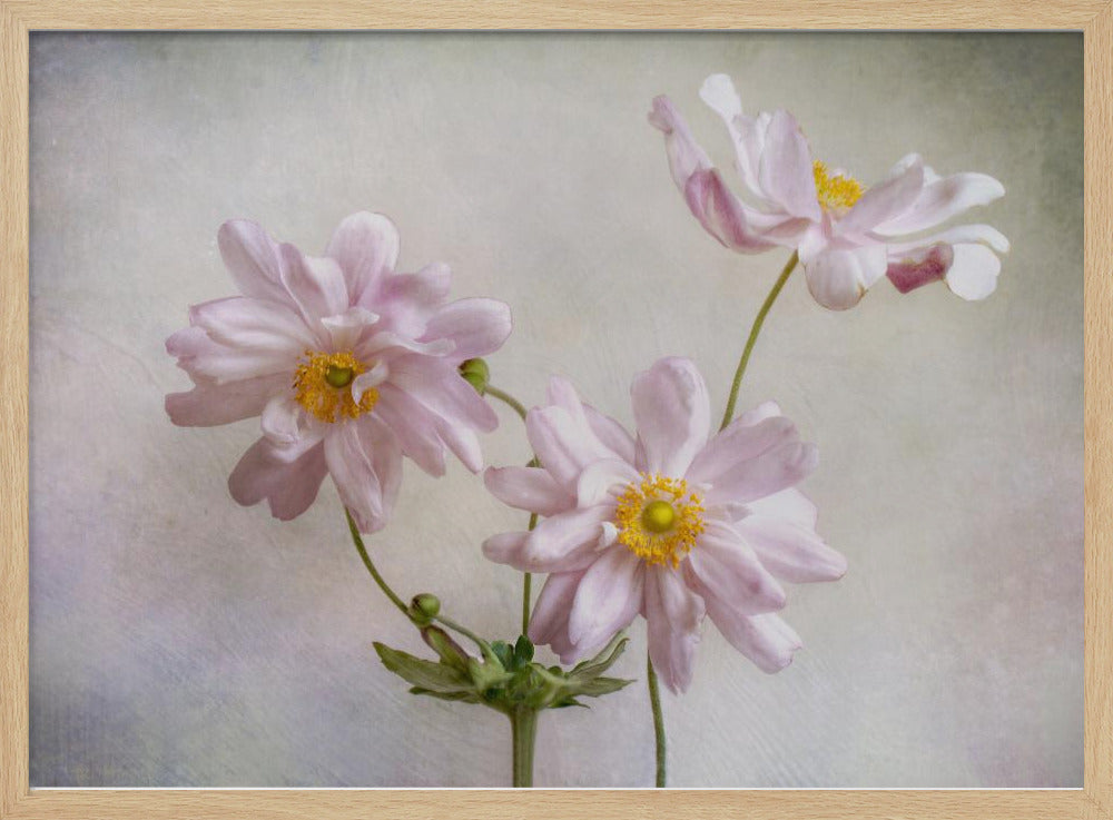 Anemones | Poster