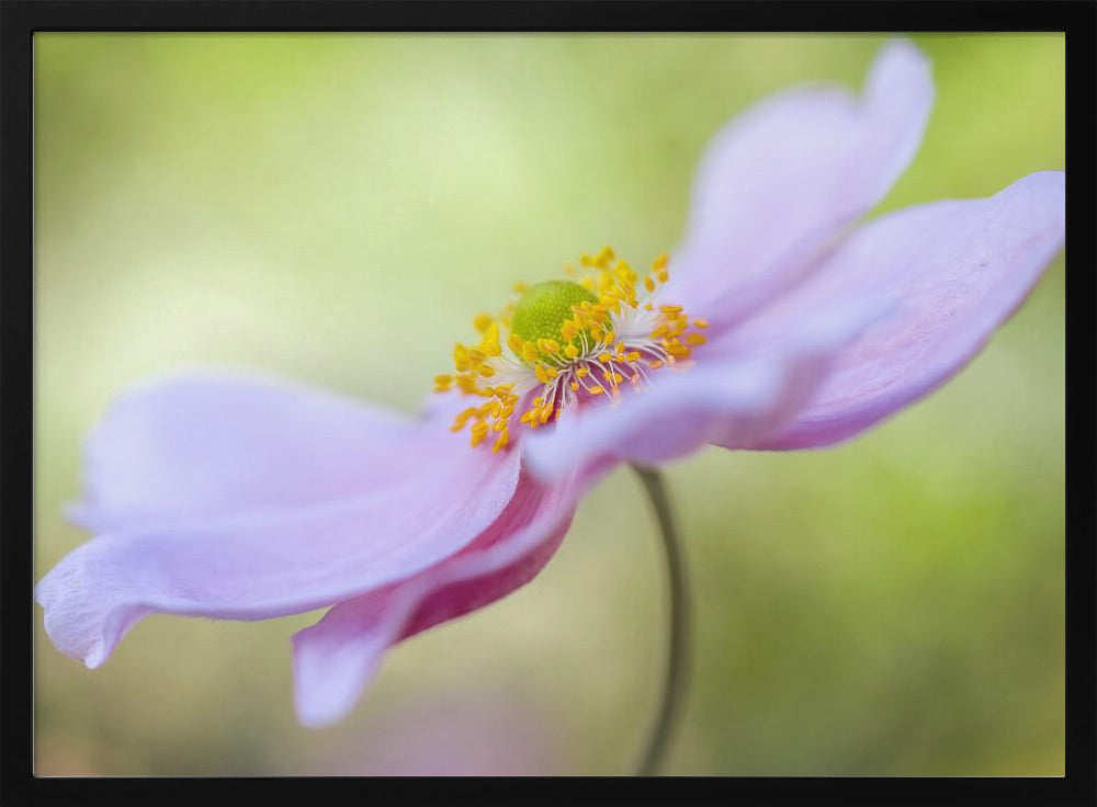 Japanese Anemone | Poster