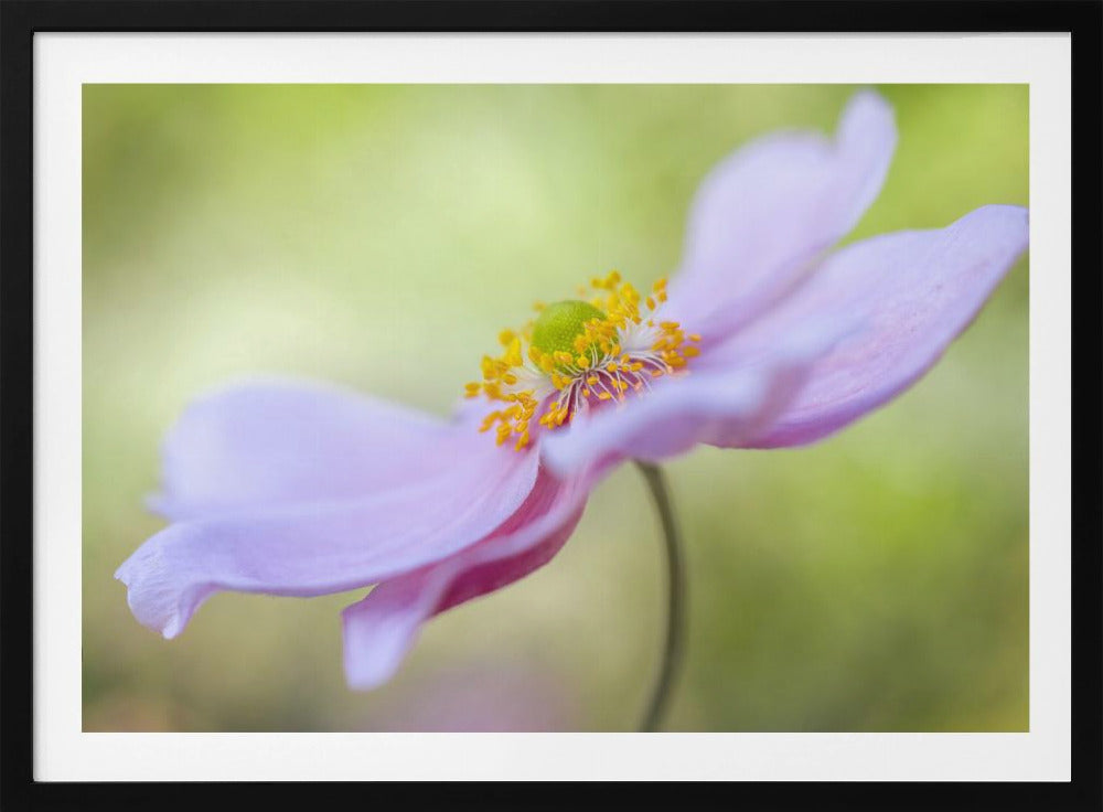 Japanese Anemone | Poster