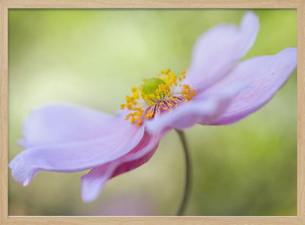 Japanese Anemone | Poster