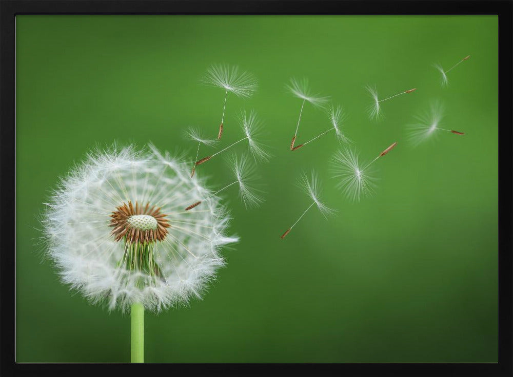 Dandelion Blowing | Poster