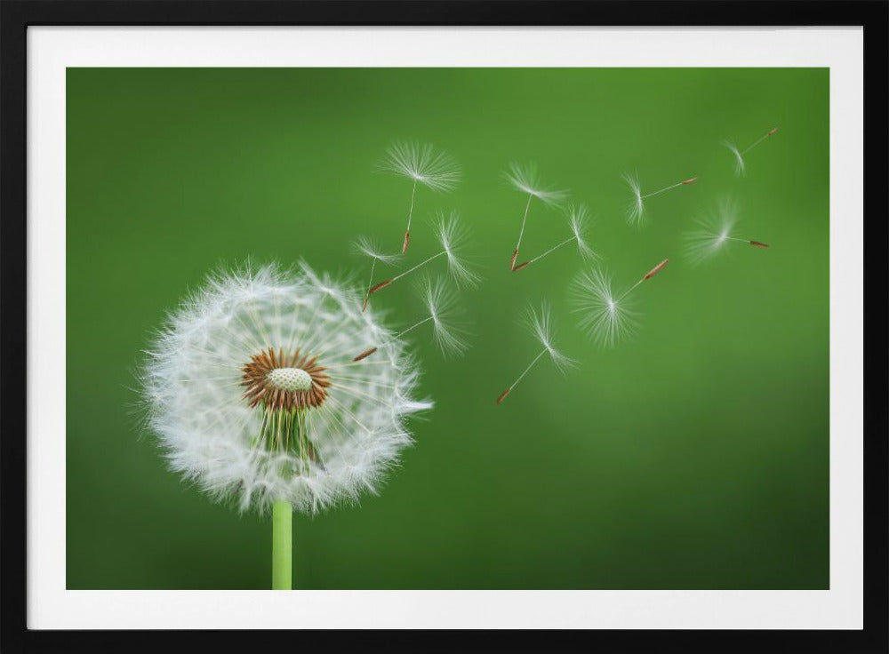 Dandelion Blowing | Poster