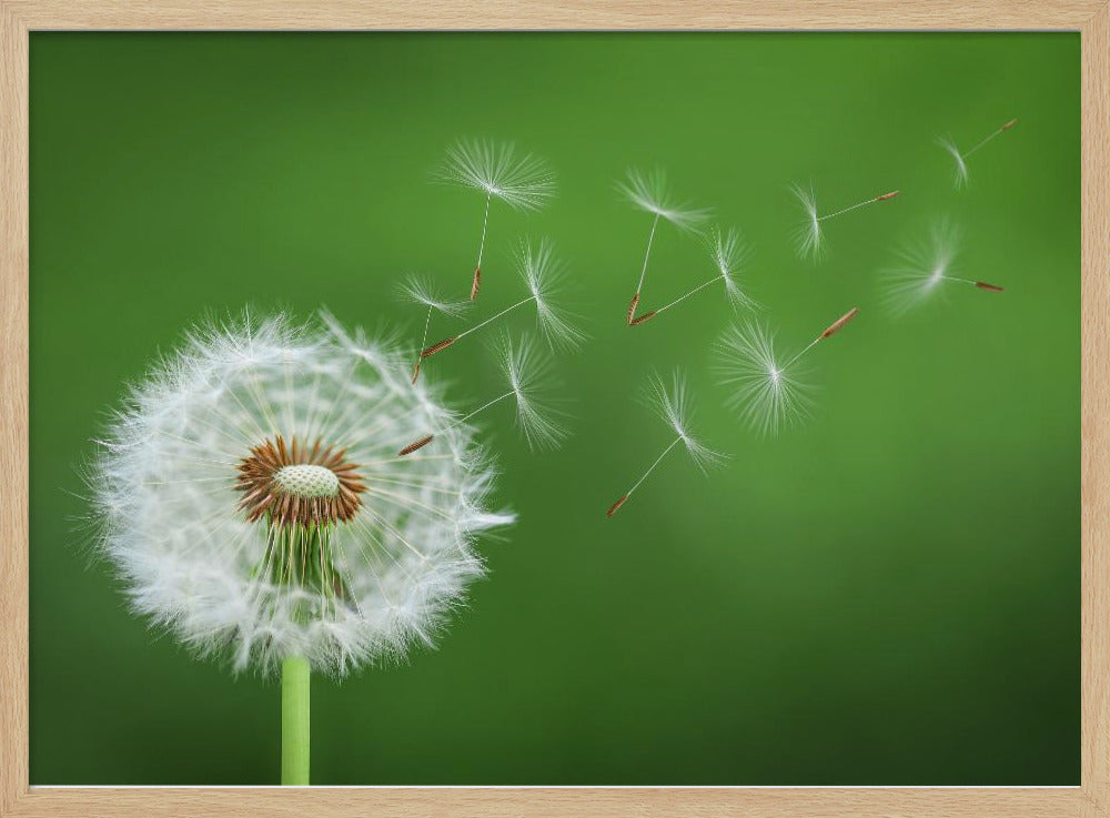 Dandelion Blowing | Poster