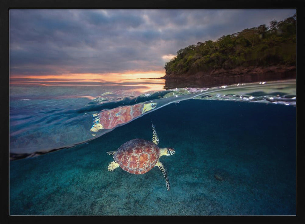 Green turtle with sunset | Poster