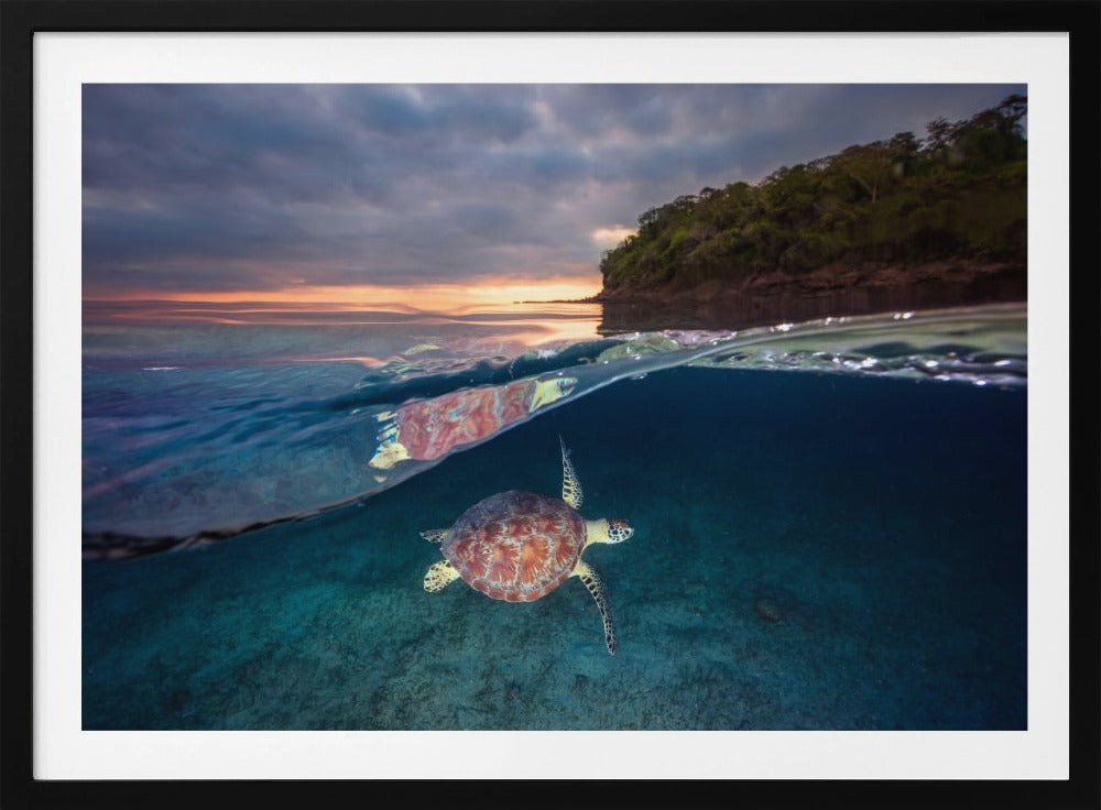 Green turtle with sunset | Poster
