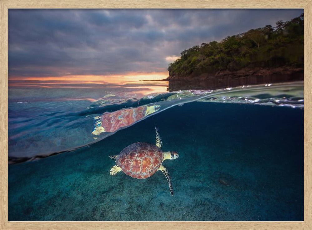 Green turtle with sunset | Poster