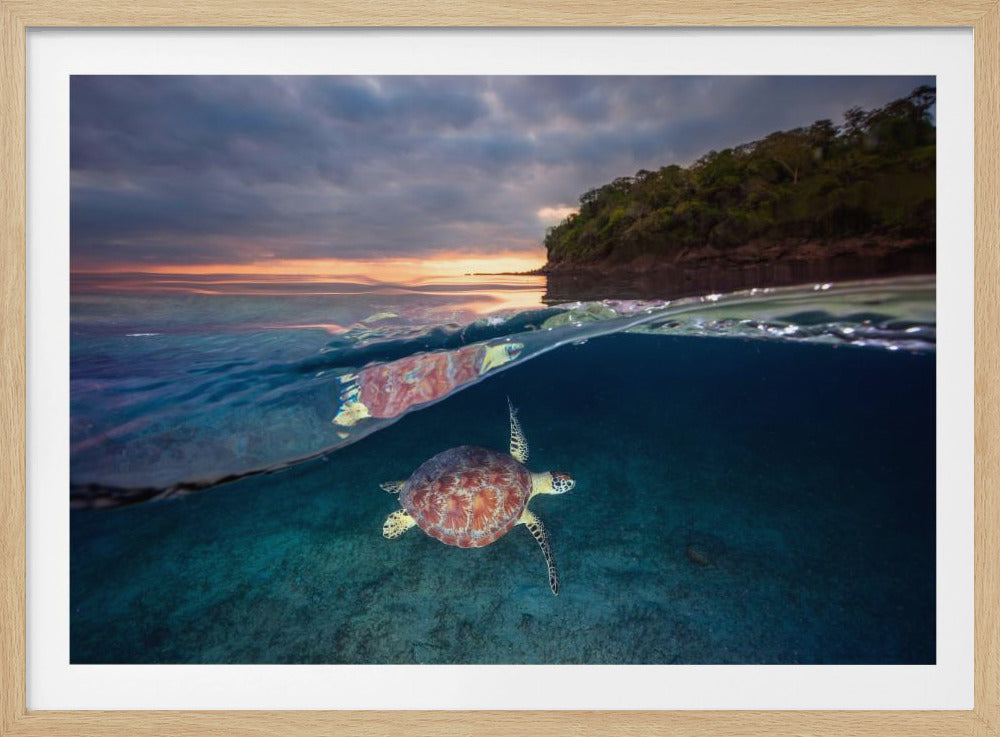 Green turtle with sunset | Poster