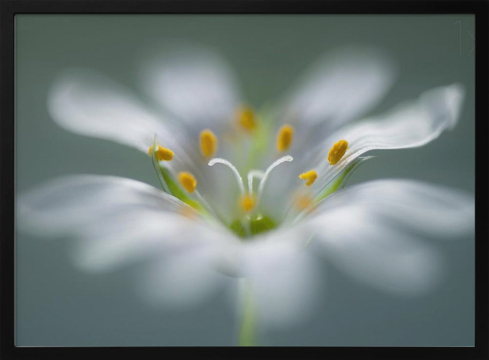 Stitchwort | Poster