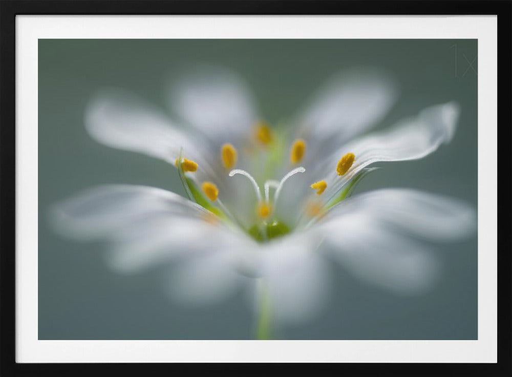 Stitchwort | Poster