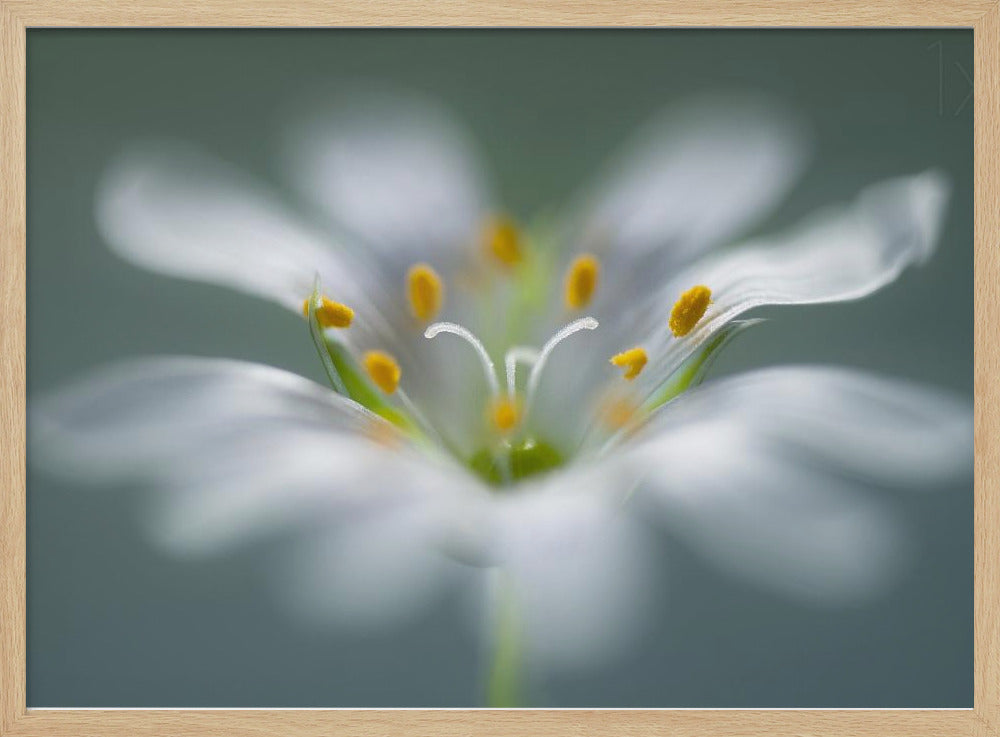 Stitchwort | Poster