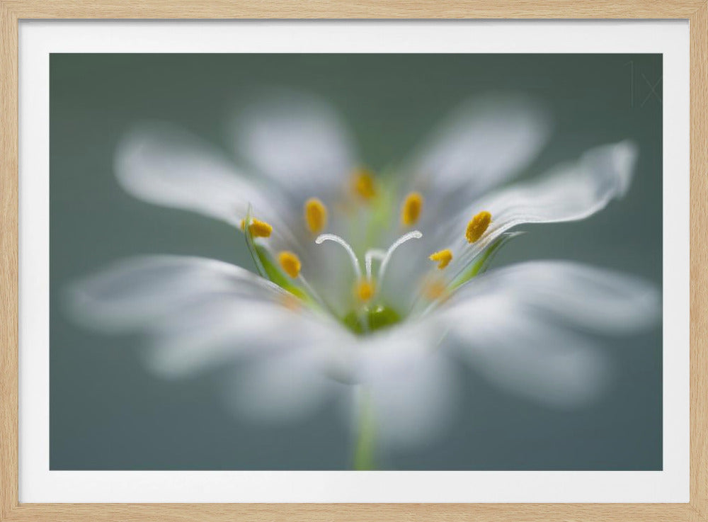 Stitchwort | Poster