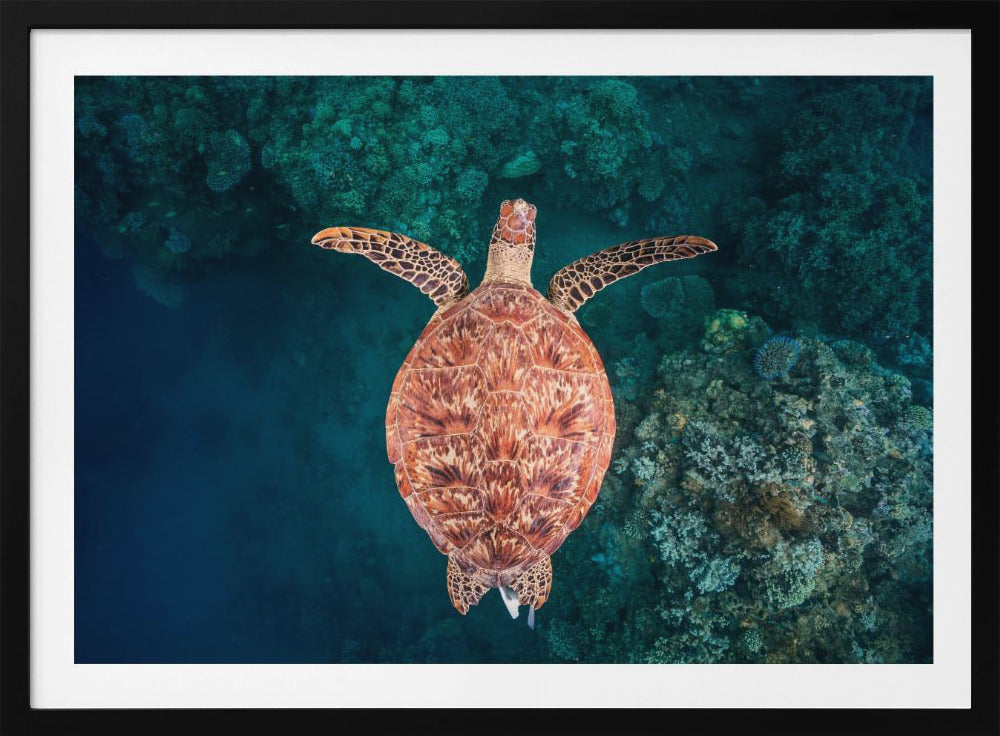 Flying over the reef | Poster