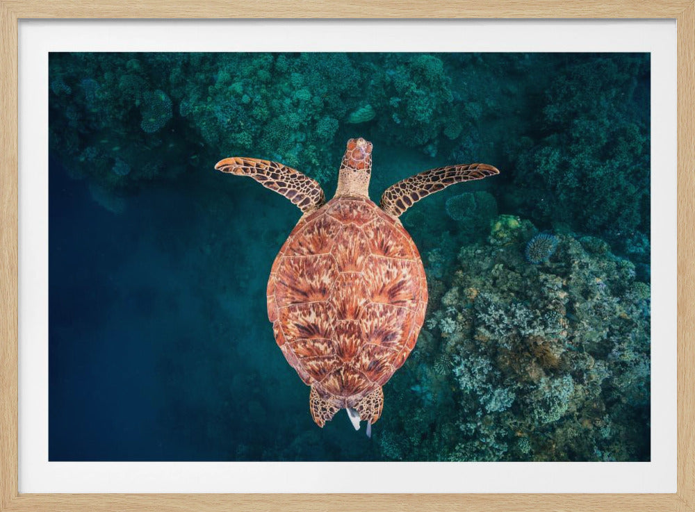 Flying over the reef | Poster