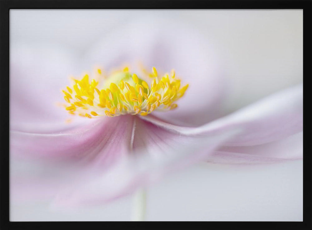 Anemone | Poster