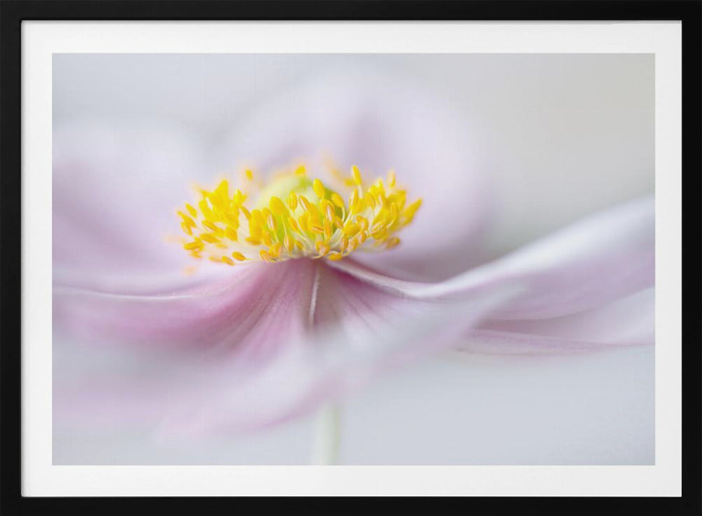 Anemone | Poster
