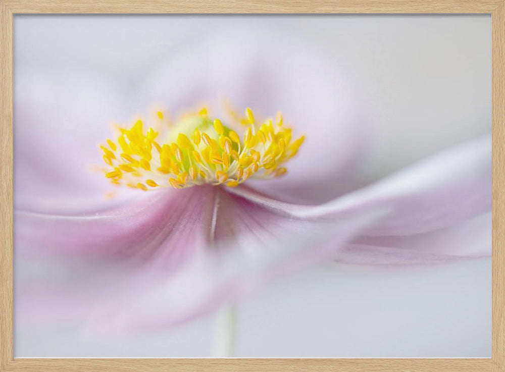 Anemone | Poster