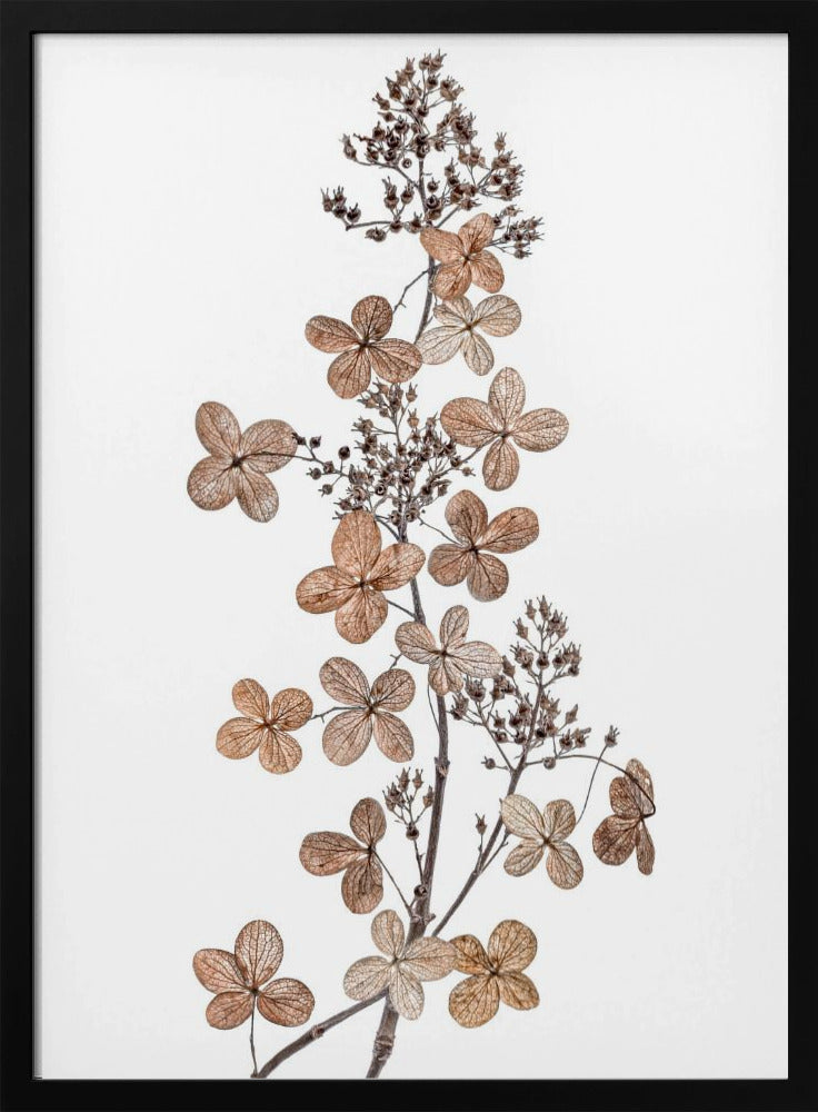 Hydrangea Paniculata | Poster