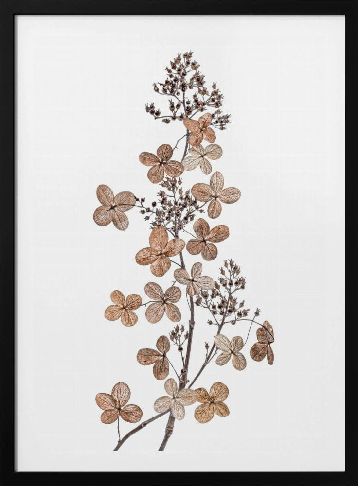 Hydrangea Paniculata | Poster