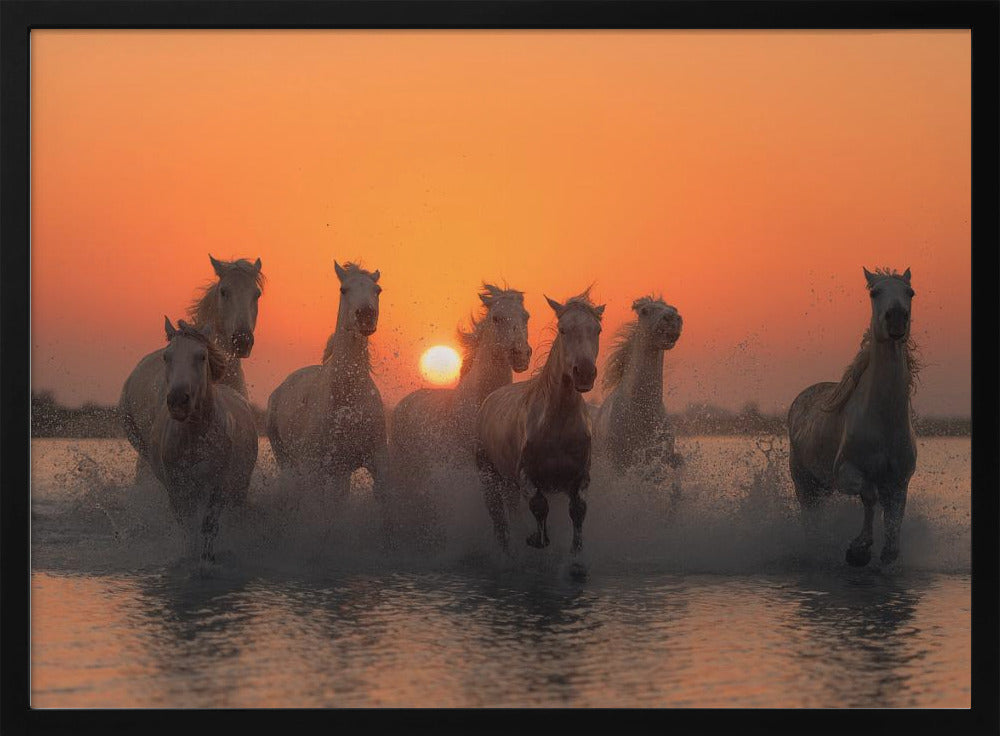 Sunset in Camargue | Poster