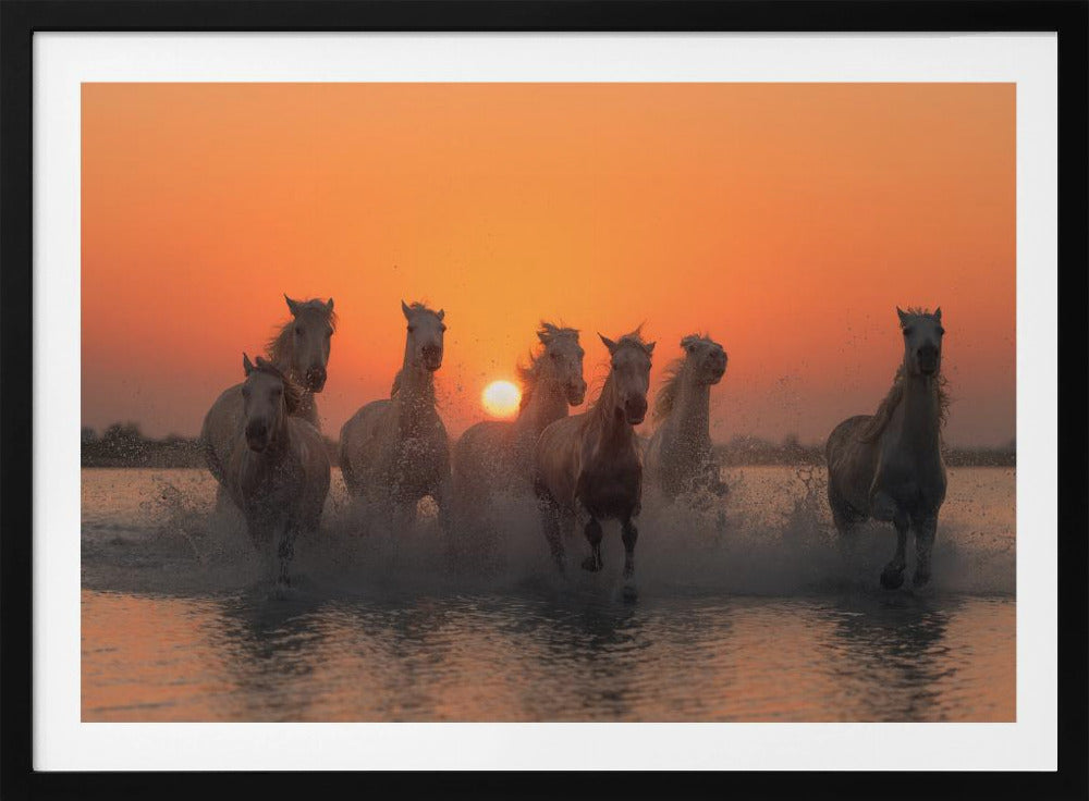 Sunset in Camargue | Poster