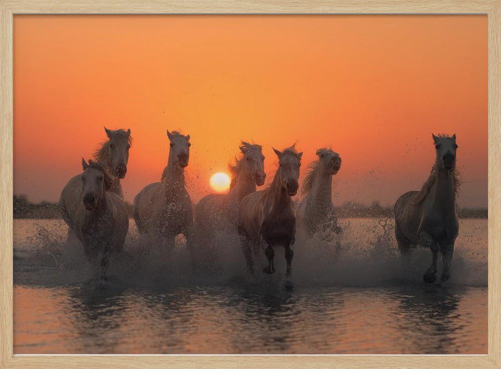 Sunset in Camargue | Poster
