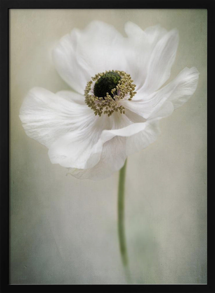 Single White | Poster