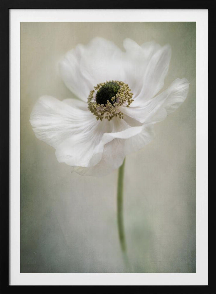 Single White | Poster