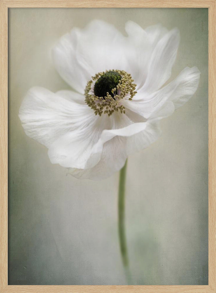 Single White | Poster