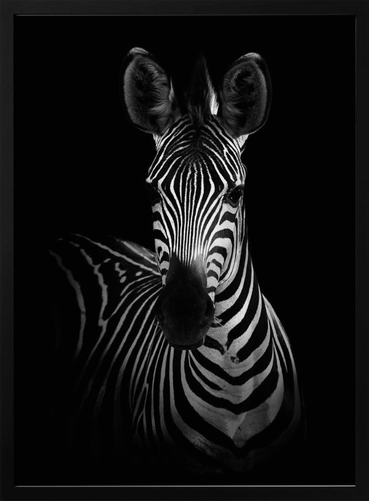 The Zebra | Poster