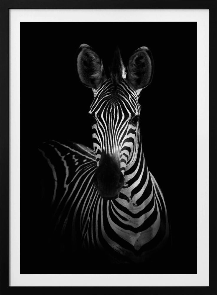 The Zebra | Poster
