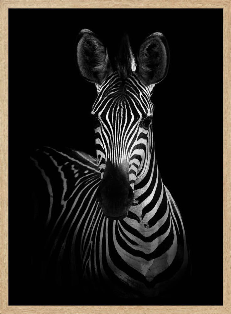The Zebra | Poster