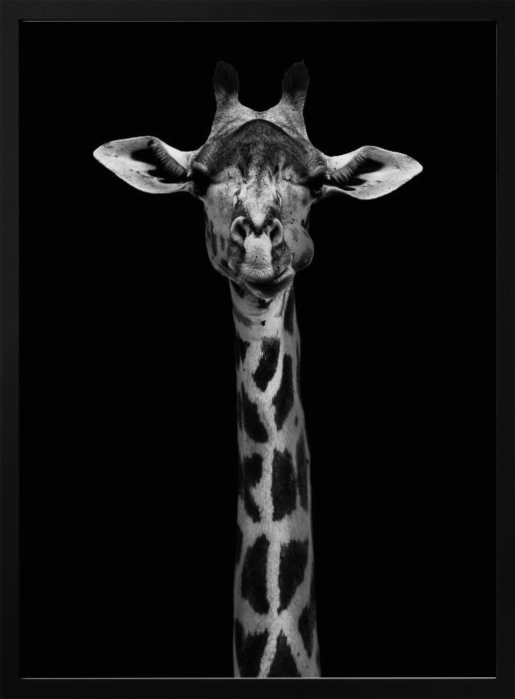 Giraffe Portrait | Poster