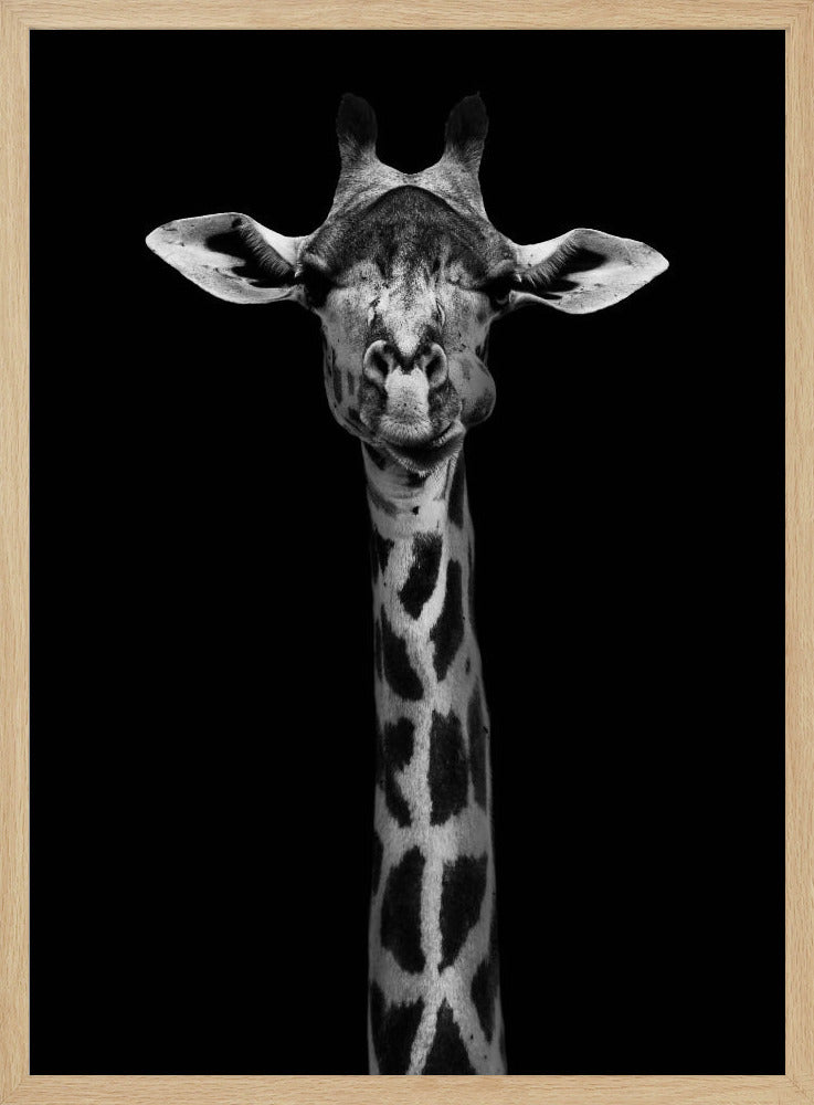 Giraffe Portrait | Poster