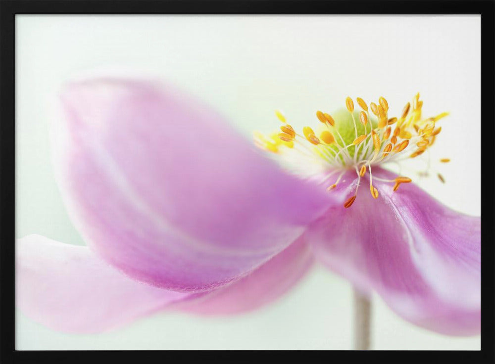 Anemone | Poster