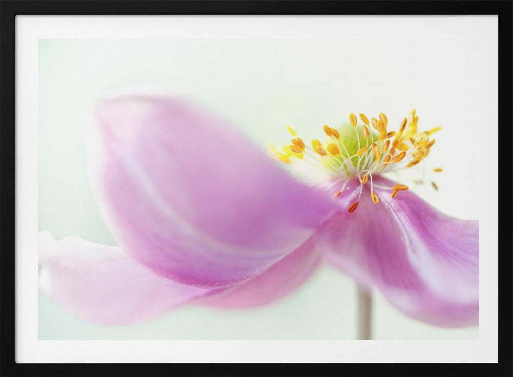 Anemone | Poster