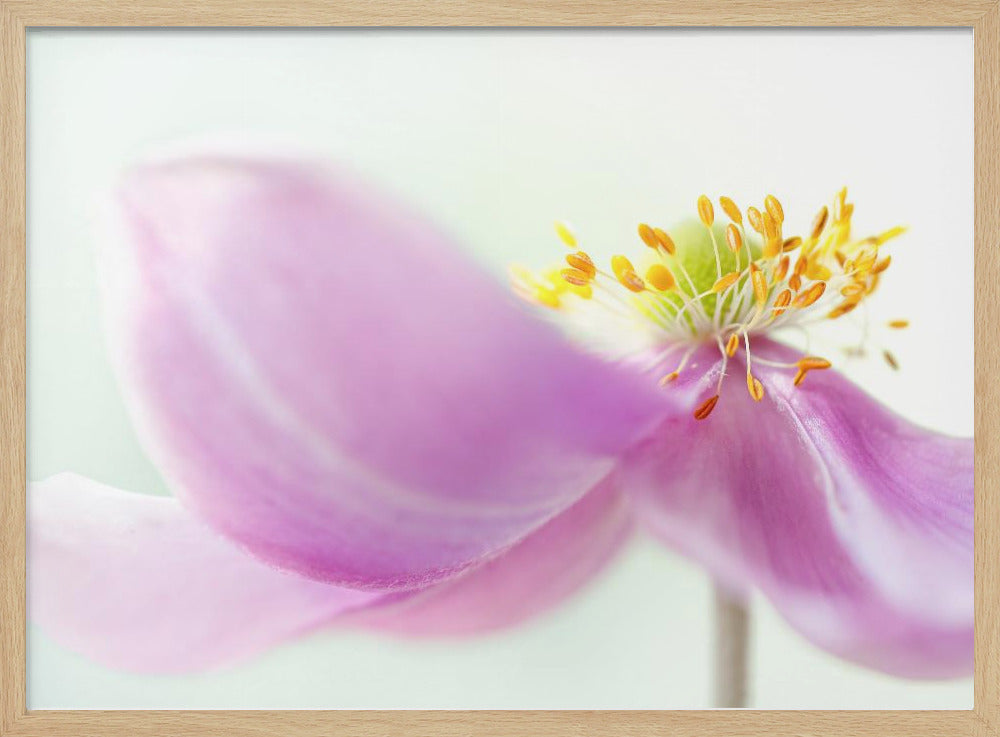 Anemone | Poster