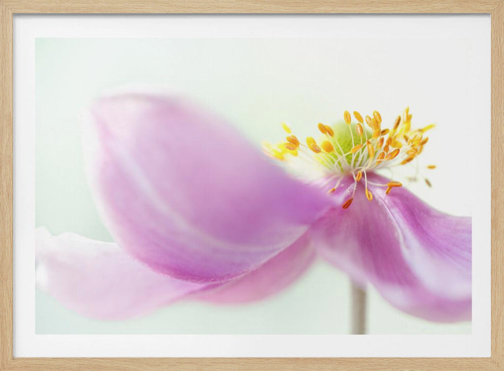 Anemone | Poster