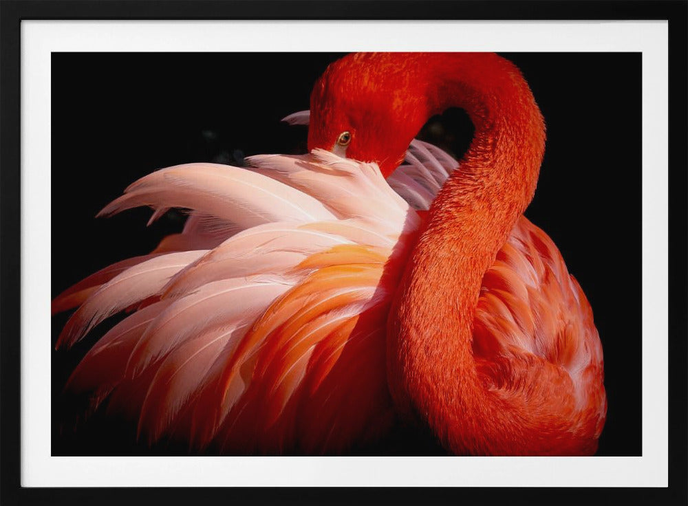 flamingo | Poster