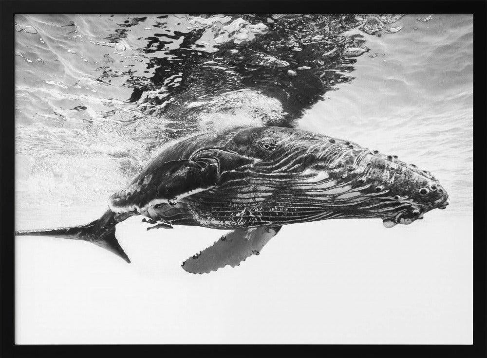 Humpback whale calf | Poster