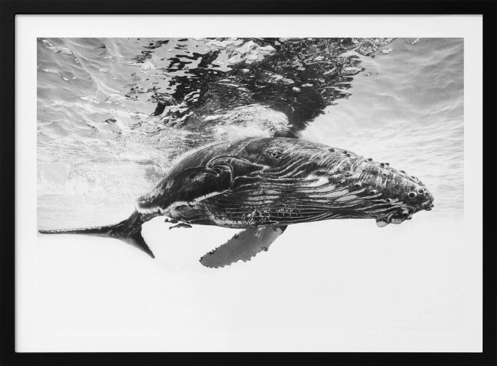 Humpback whale calf | Poster